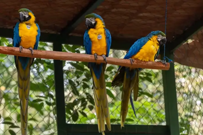 Araras-canindés na Floresta da Tijuca