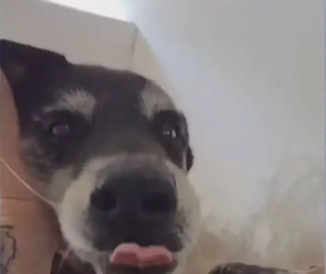 Cão Biriba