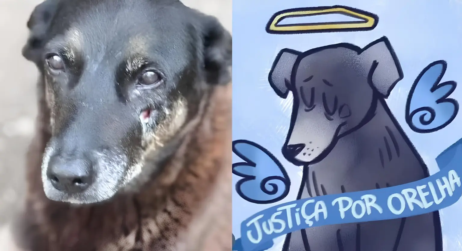 Caso Cão Orelha