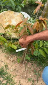 Projeto Conexão Verde