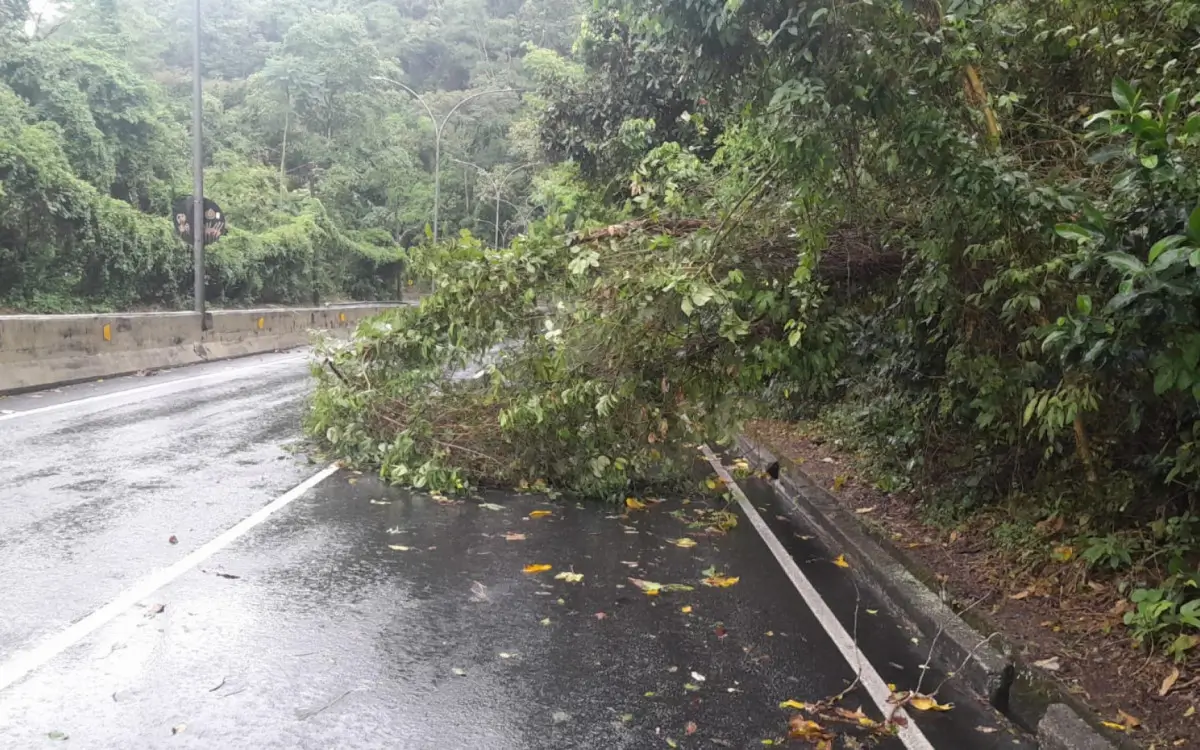 Quedas de árvores no Rio