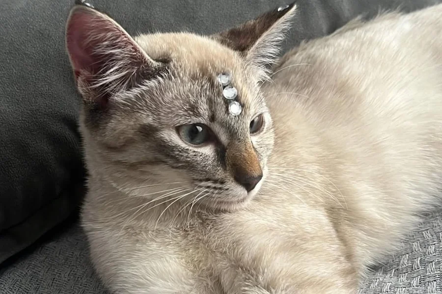 gata Mel