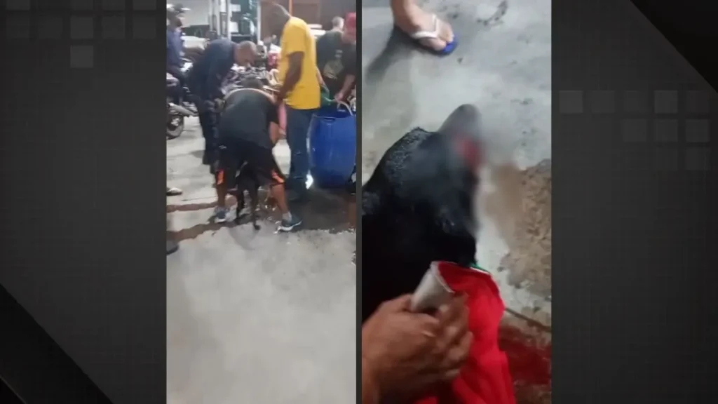 Homem em situação de rua é preso por esfaquear cachorro em Magé