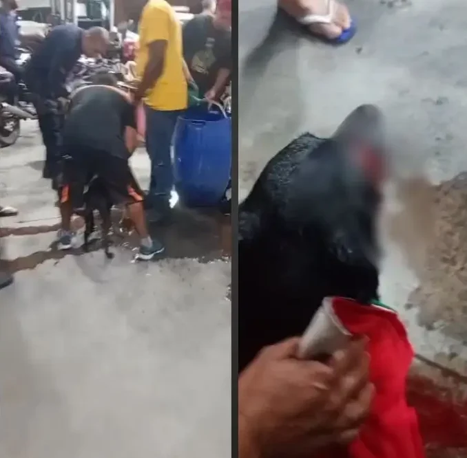Homem em situação de rua é preso por esfaquear cachorro em Magé