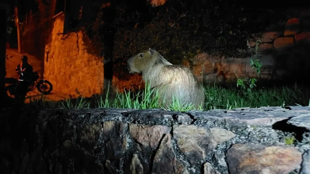 Resgate de capivara e jiboia em Niterói