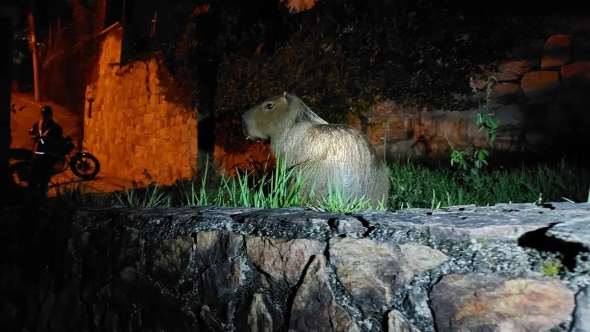 Resgate de capivara e jiboia em Niterói