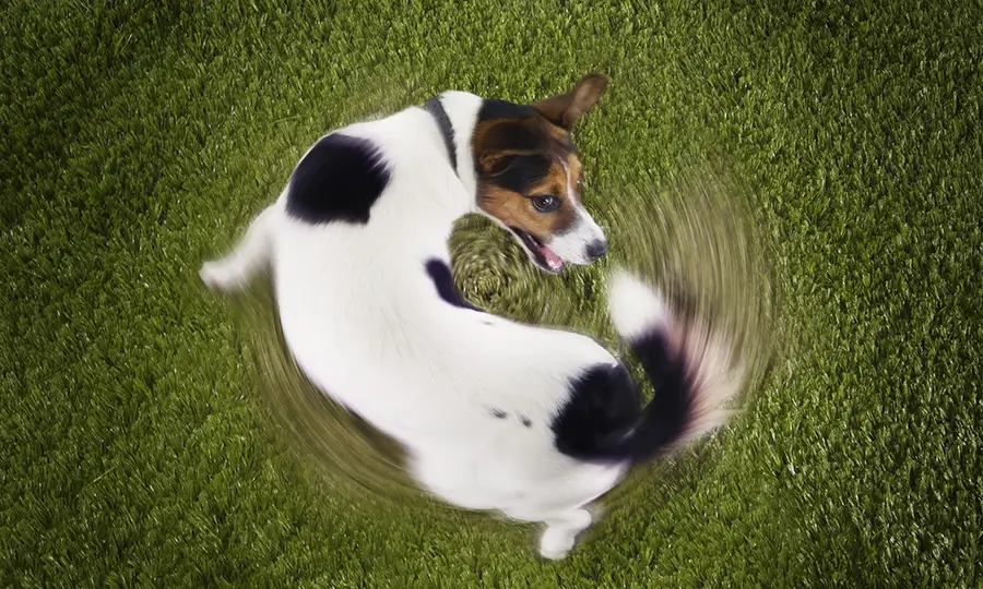 cãozinho gira antes de deitar