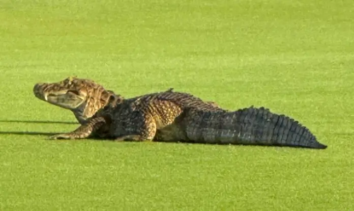 Jacaré gigante no Campo Olímpico de Golfe