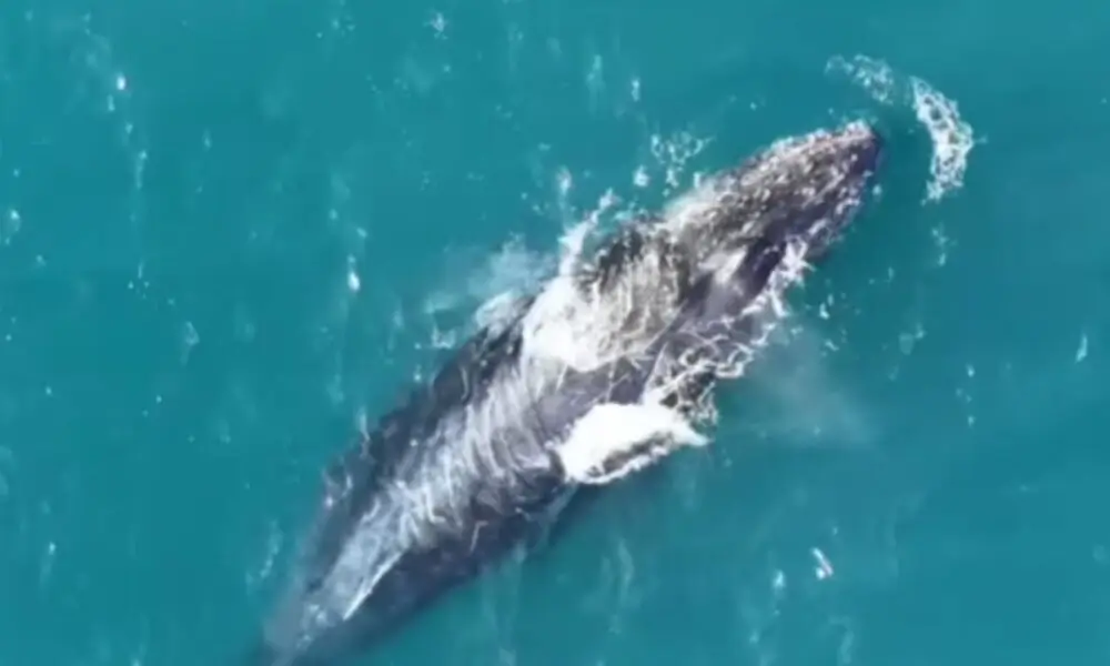 baleias surpreendem banhistas em Arraial do Cabo