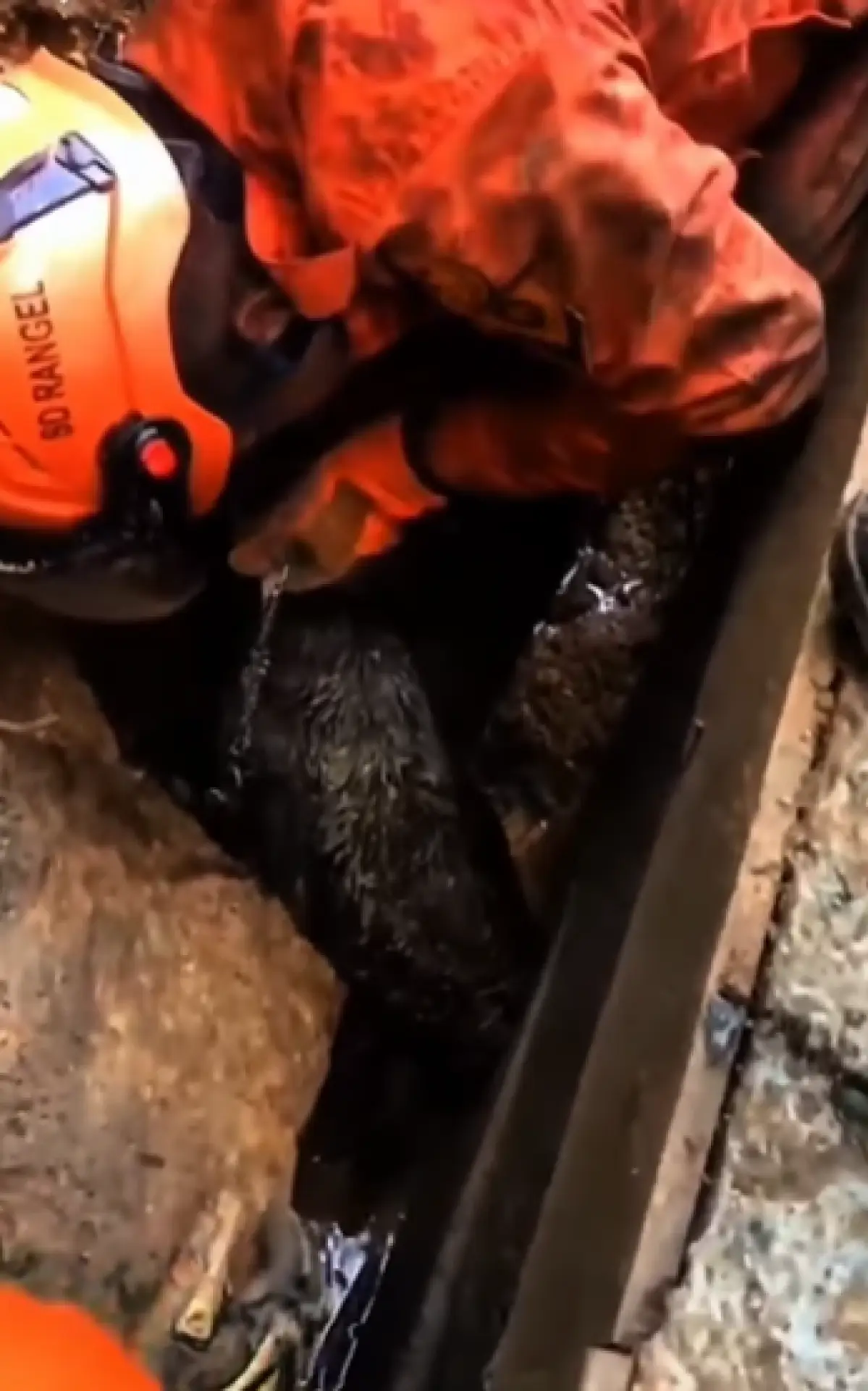 Cão é resgatado por bombeiros