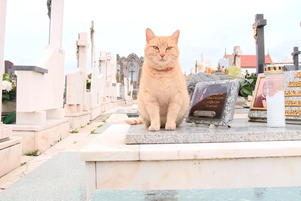 Gato na Cova do Cemitério