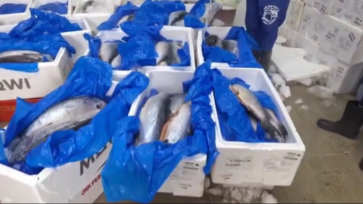 1,5 tonelada de peixes impróprios