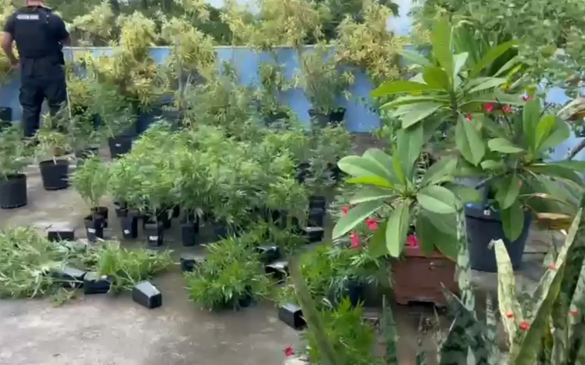 125 pés de cannabis