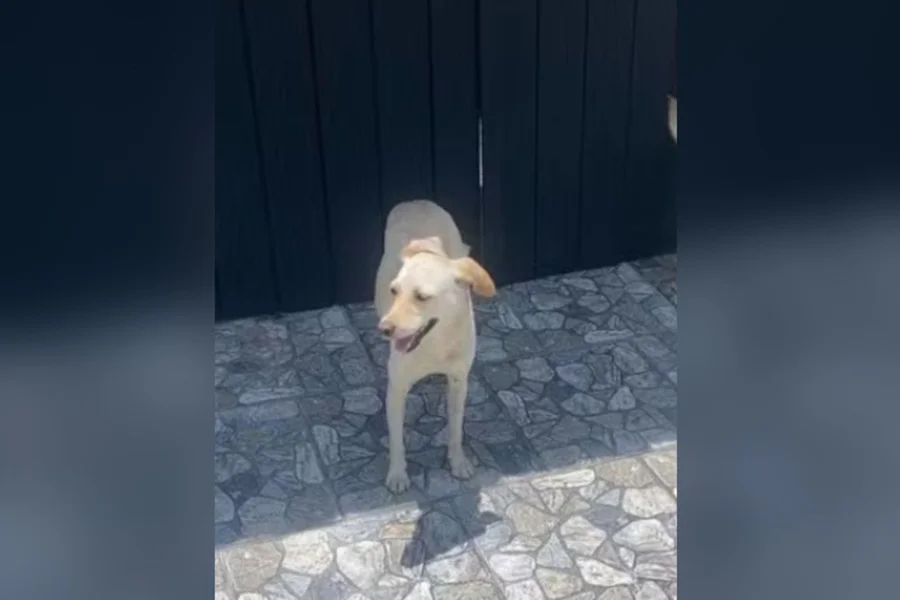 Cadela comunitária morta em Iguaba Grande