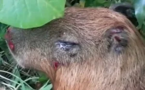 capivara na Ilha do Governador