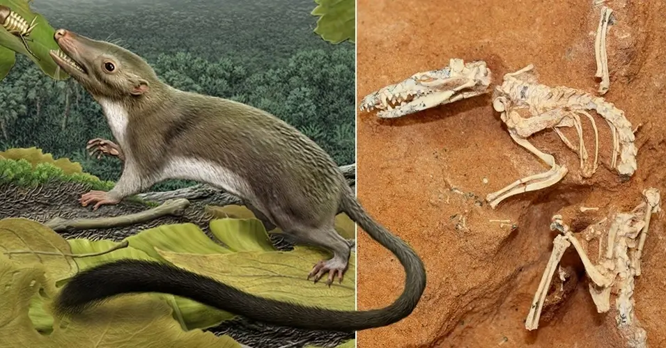 Estudo demonstra que ancestrais dos humanos conviveram com dinossauros