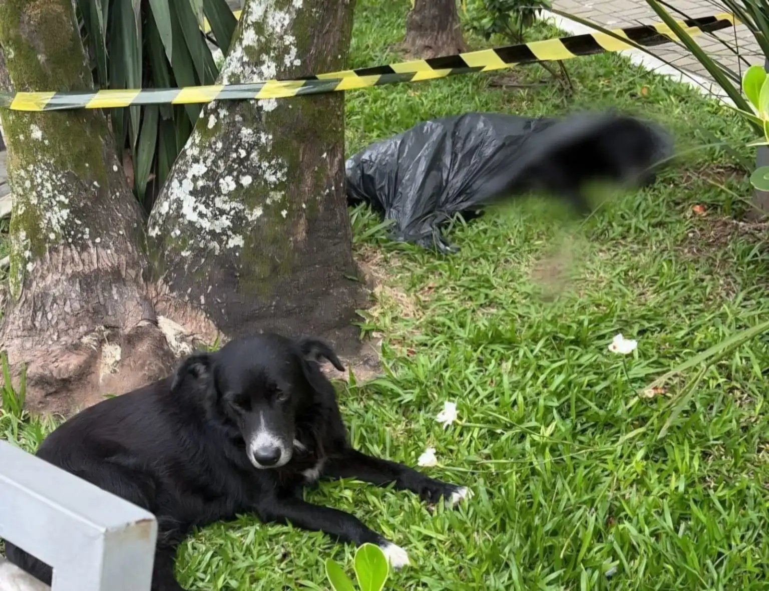 Homem é preso por matar cão comunitário em Barra do Piraí
