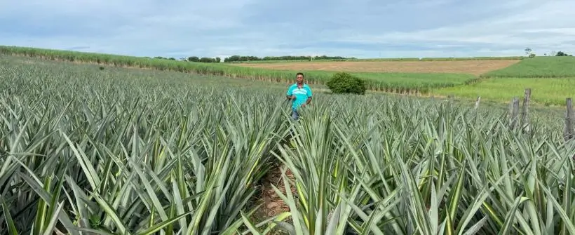 Planatção de abacaxi