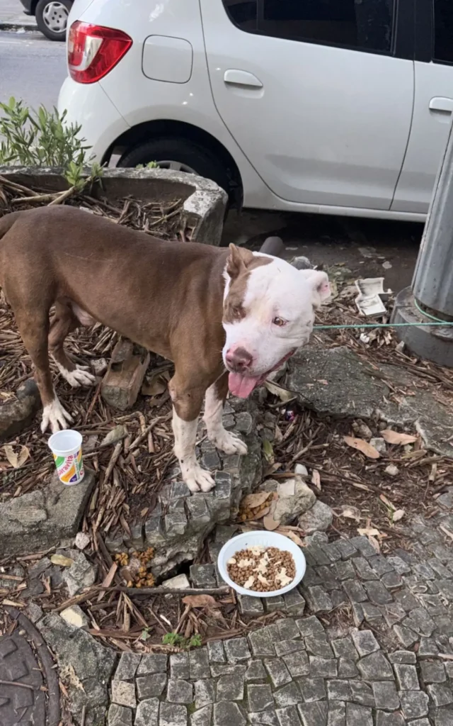 pitbull abandonado na Tijuca