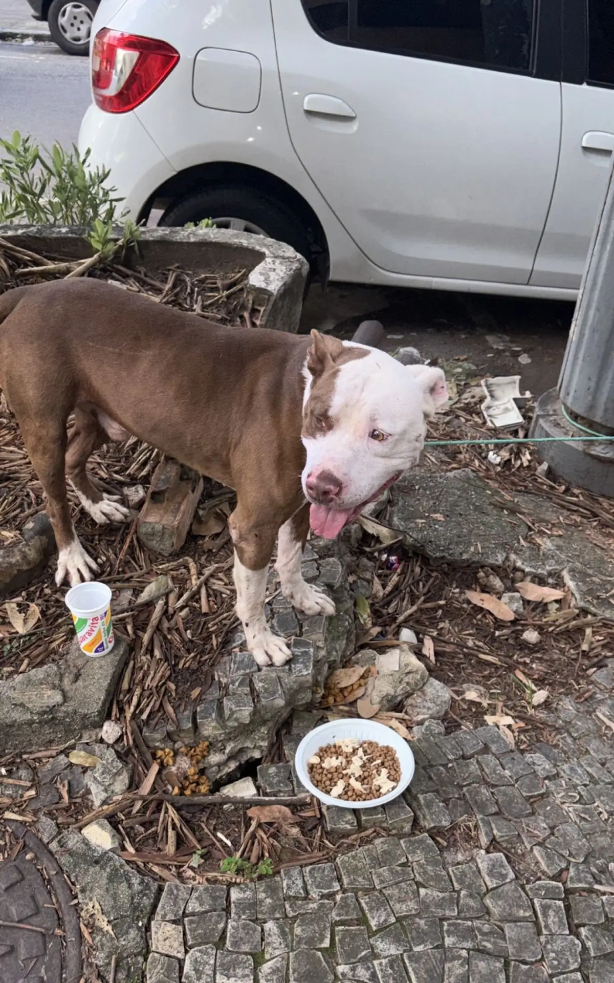 pitbull abandonado na Tijuca