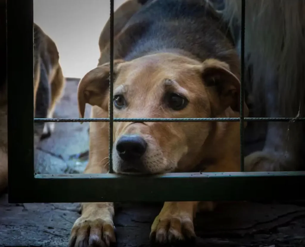 Cão Preso