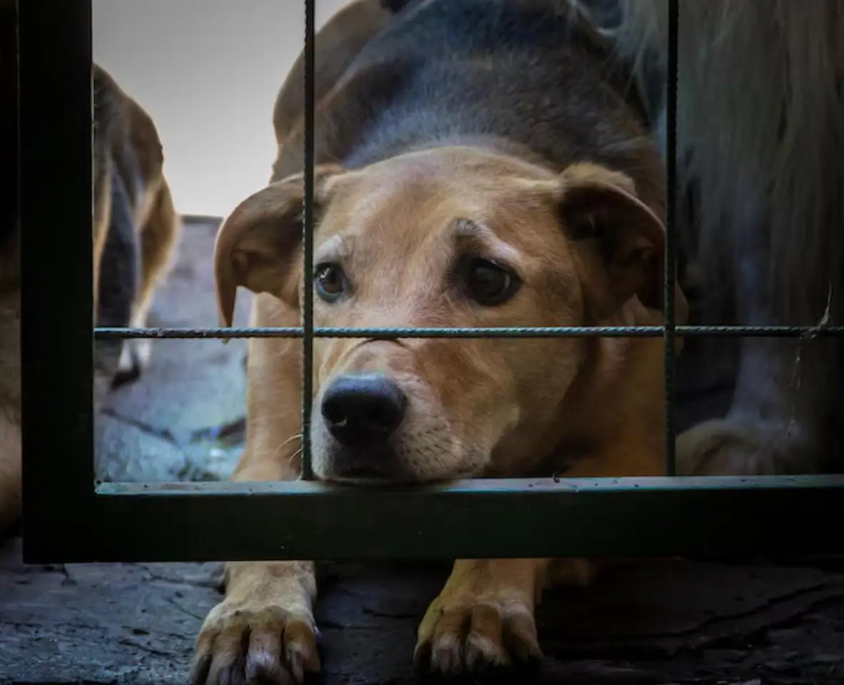 Cão Preso