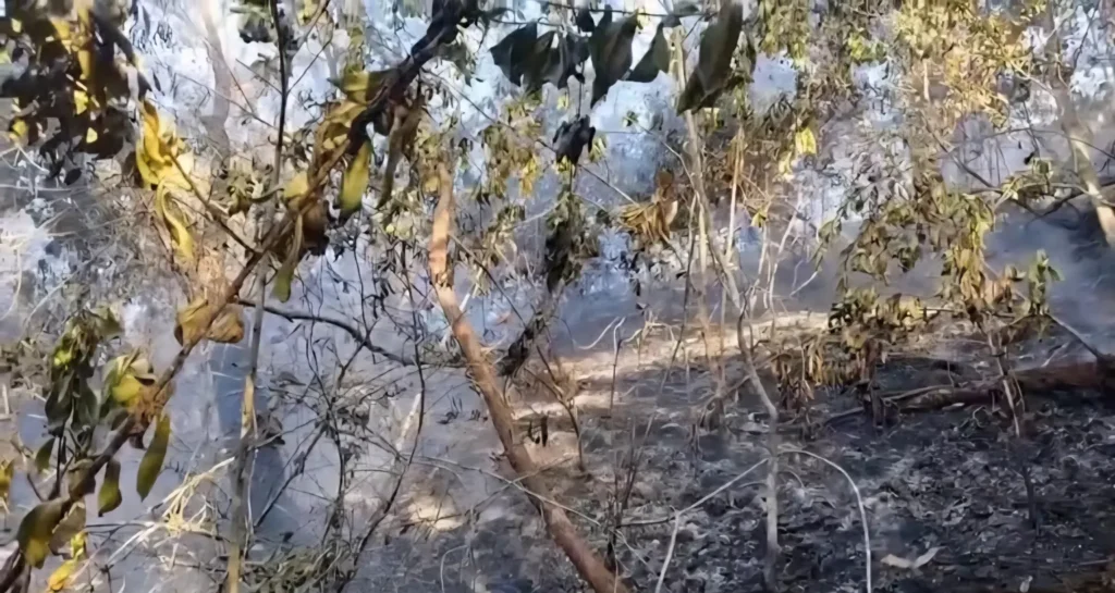 Incêndio na Floresta da Tijuca