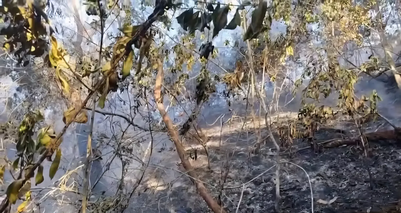 Incêndio na Floresta da Tijuca