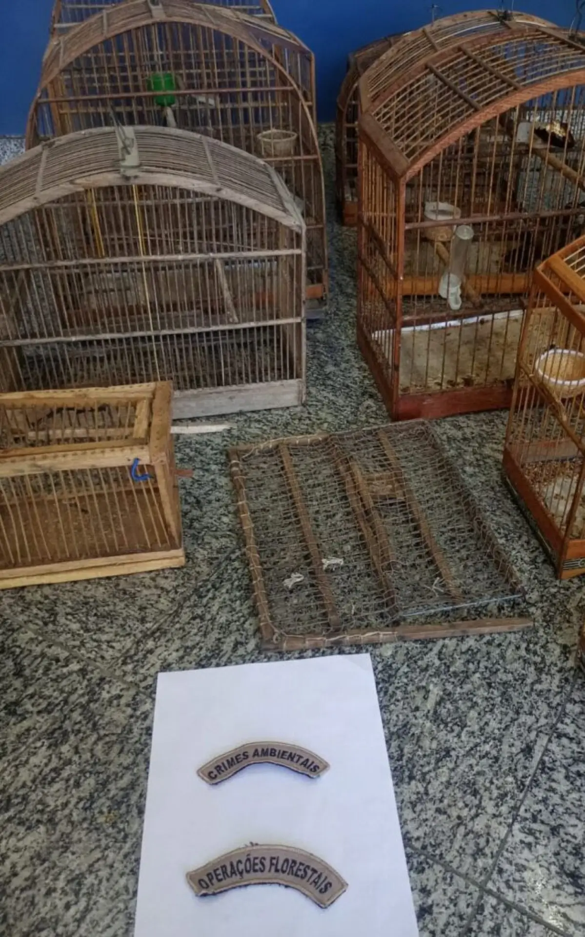 apreensão de pássaros silvestres em Quatis