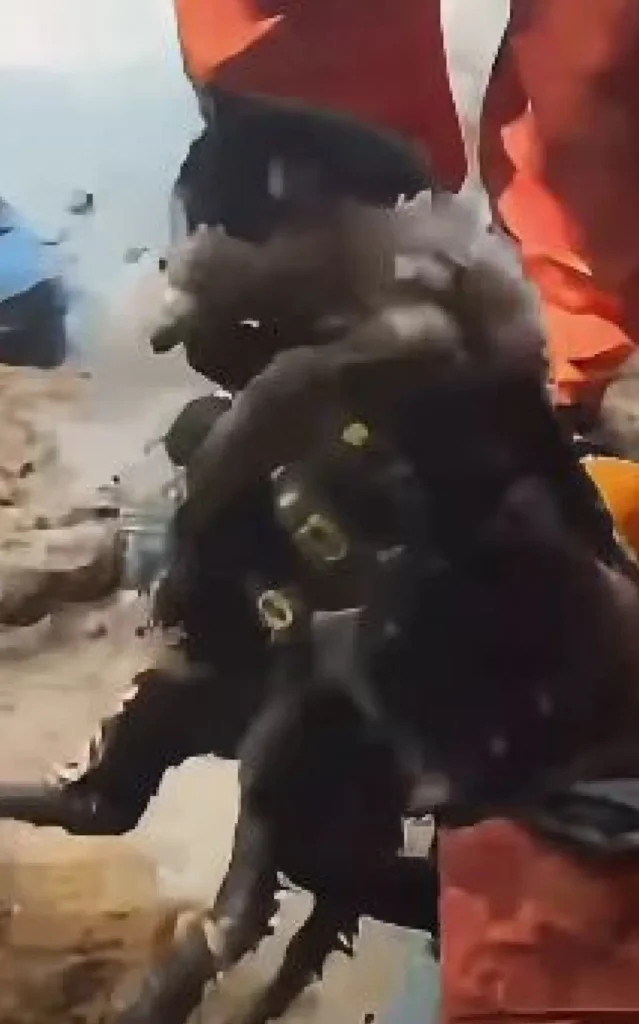 gato resgatado em Teresópolis