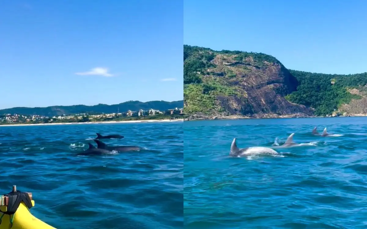 Grupo de golfinhos encanta banhistas na Praia de Itaipu, em Niterói