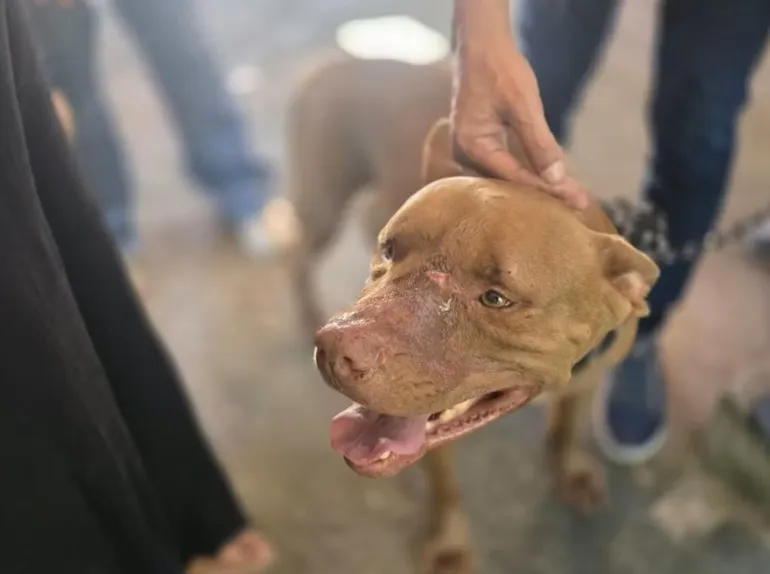 Pitbull que atacou jovem em Campo Grande é resgatado