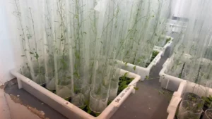 Plantas mais produtivas