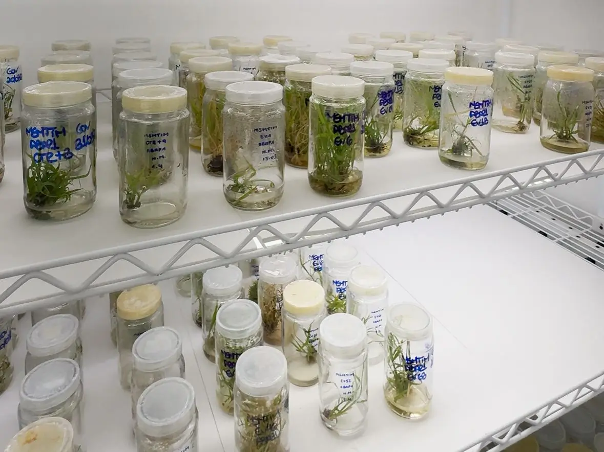 Plantas mais produtivas