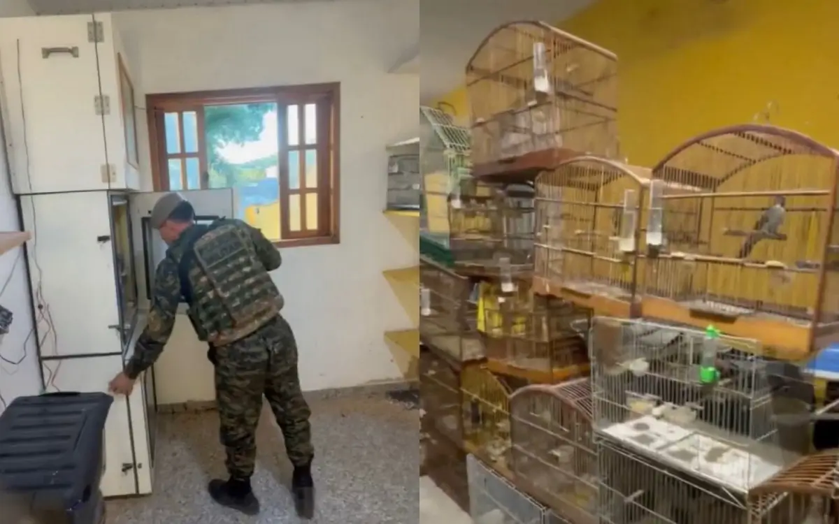 aves silvestres apreendidas em Guaratiba