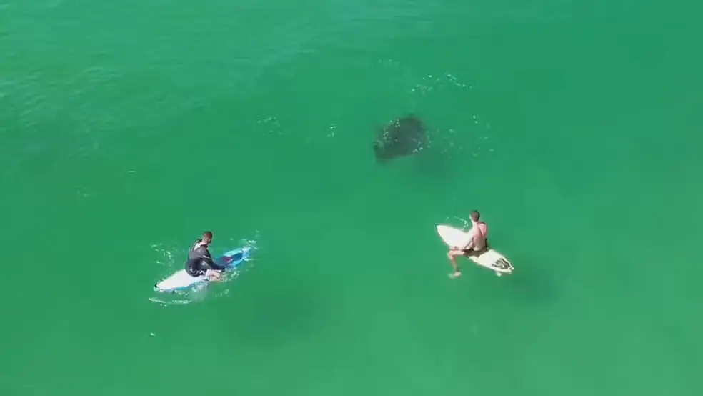 raia gigante na Praia da Macumba