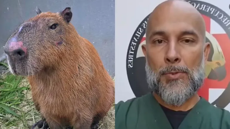 Capivara
