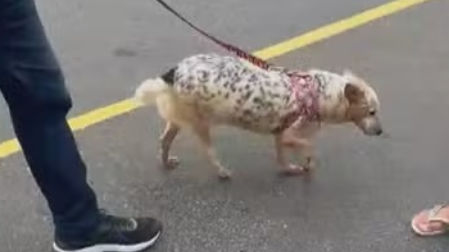 Cachorro abandonado em apartamento