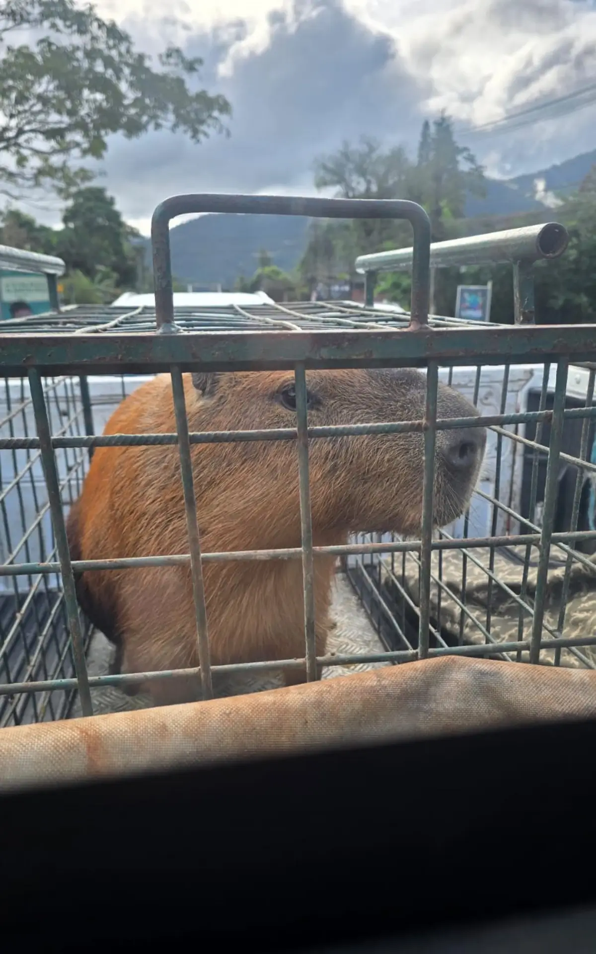 Capivara espancada na Ilha do Governador é devolvida à natureza