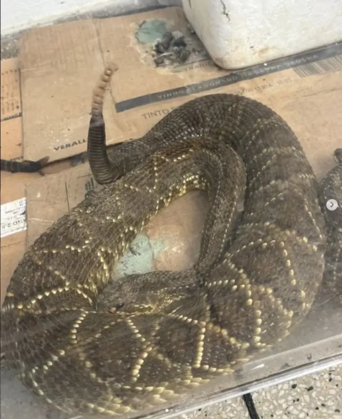cobra cascavel em Valença