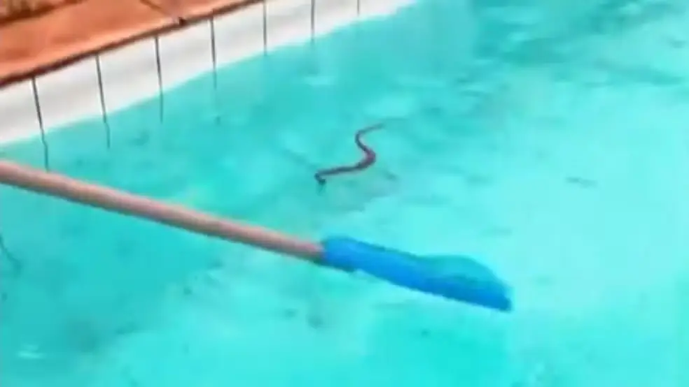 Cobras no Centro Olímpico de Nova Iguaçu