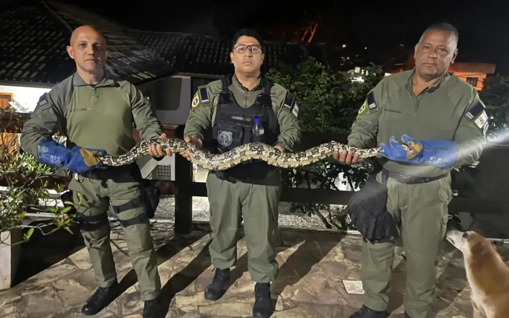 jiboia resgatada em Niterói