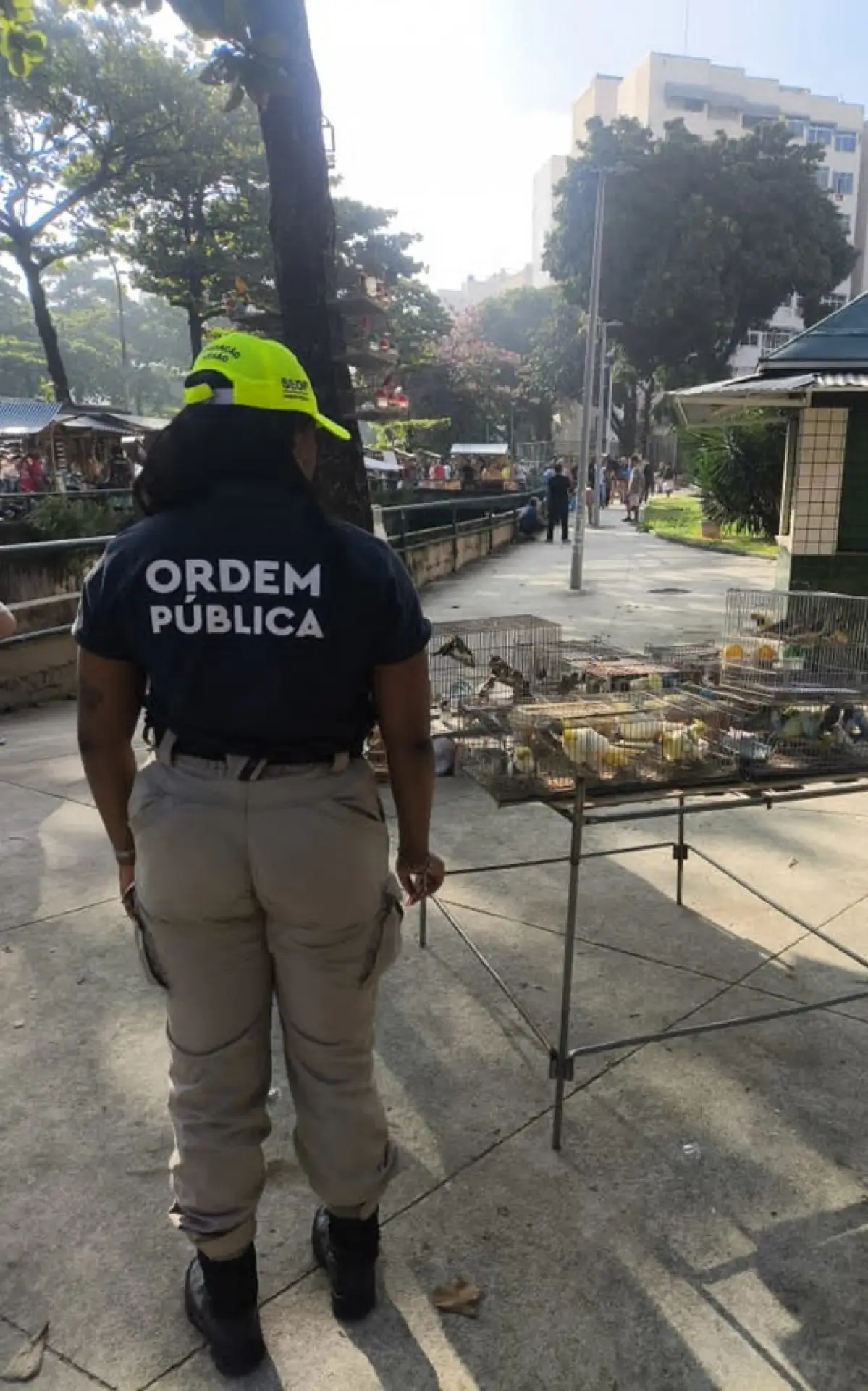 Pássaros silvestres na Tijuca são resgatados em feira clandestina
