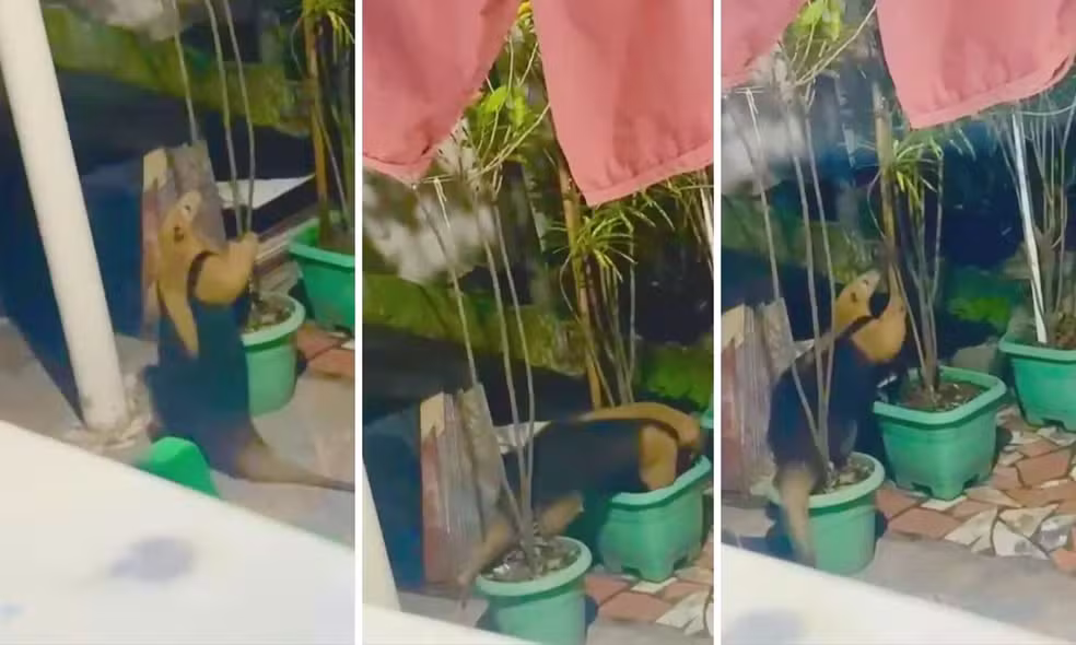 Tamanduá em Bangu invade quintal