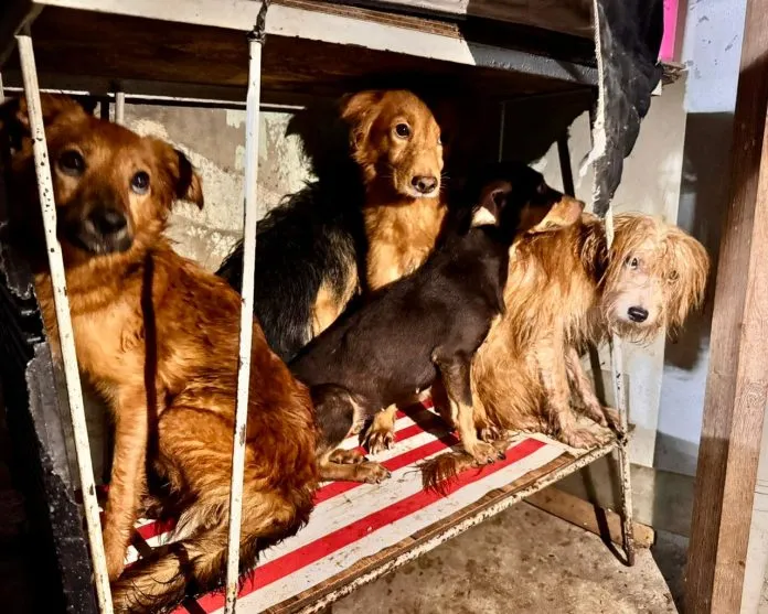 Cães em situação de maus-tratos
