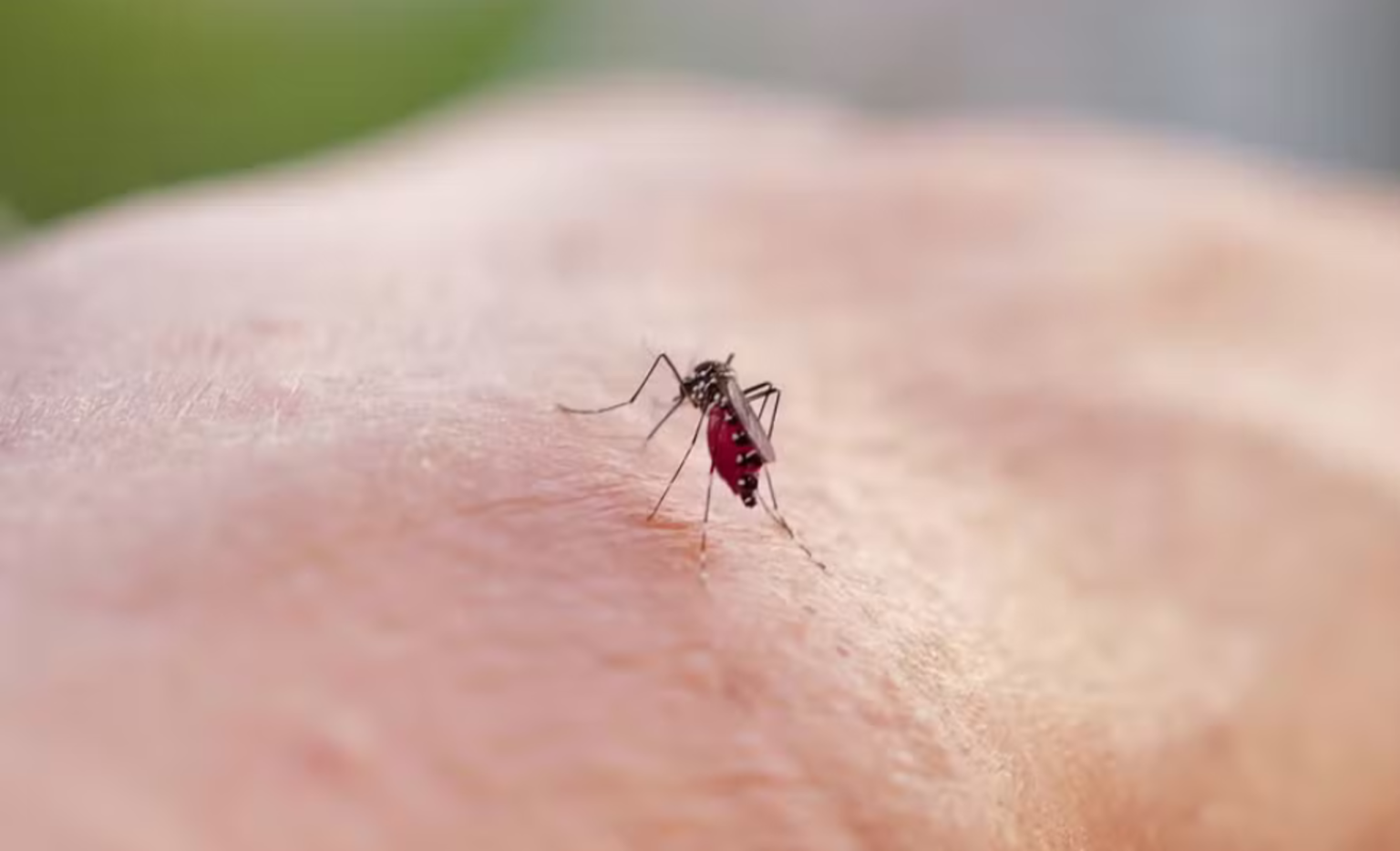 Mosquito da Dengue