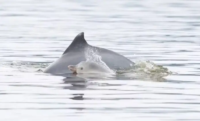 botos na Baía de Guanabara