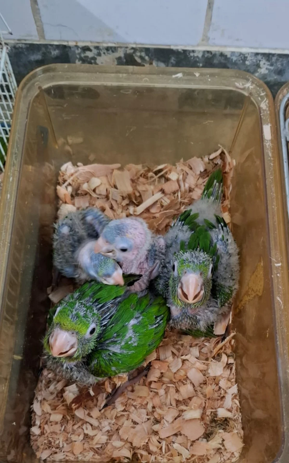 Animais Silvestres Resgatados em Volta Redonda