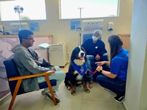 Cães de acolhimento