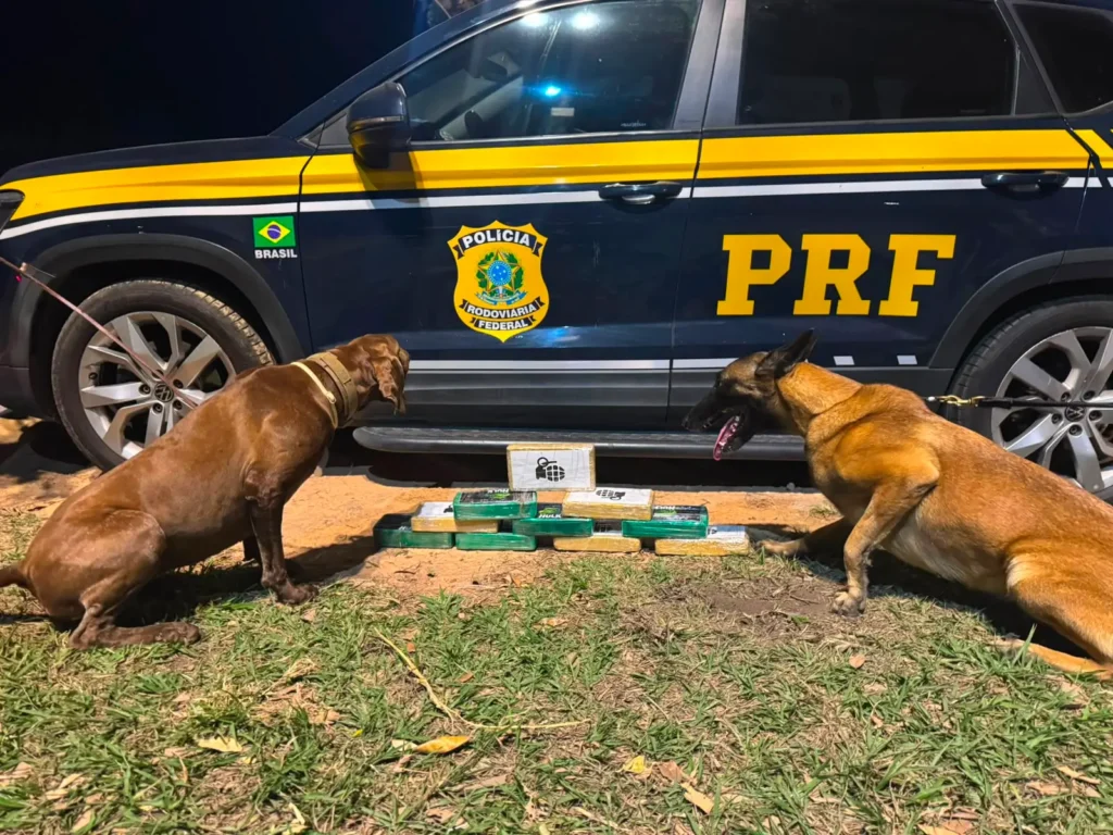 Cães farejadores da PRF